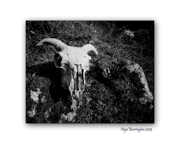 the sheeps skull 1