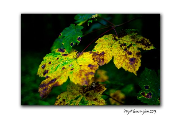 In A September woodland 5