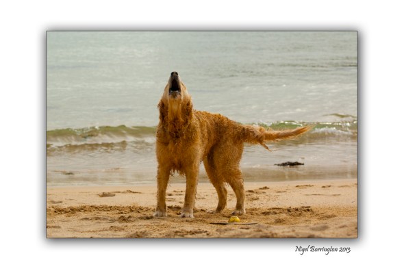 Mollys day at the beach 1