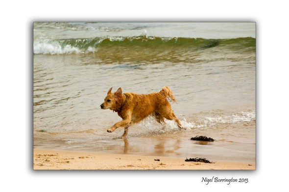 Mollys day at the beach 4