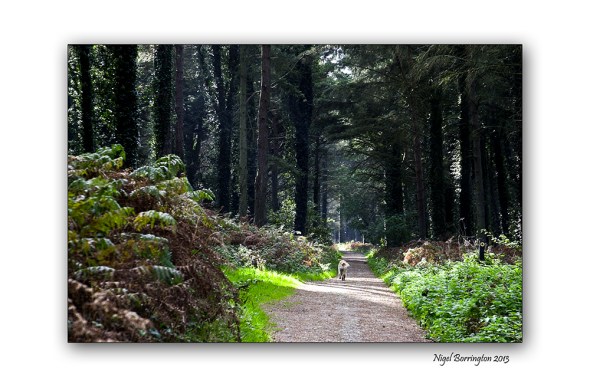 Wexford landscape photography the raven 5