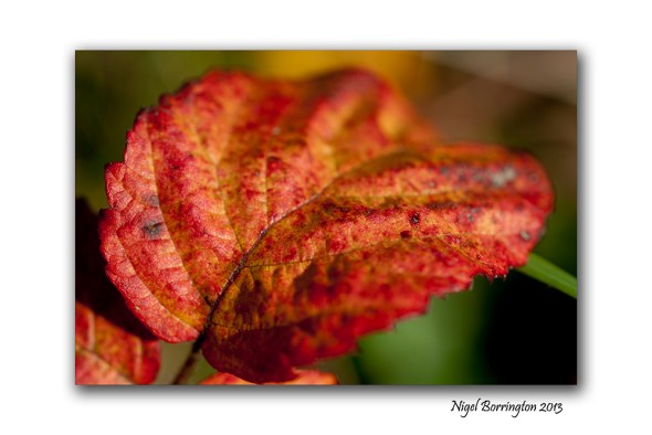 Blackberrie leaf 1