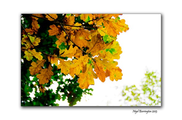 Fires of autumn time 4