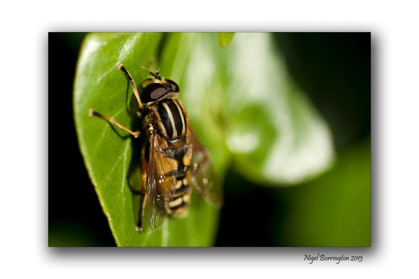 Horse fly 1