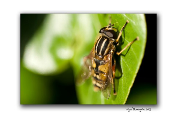 Horse fly 2