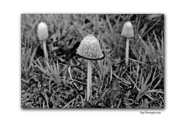 Irish wild Mushrooms 1