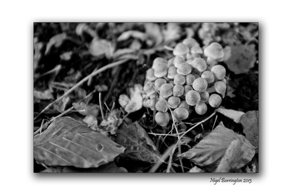 Irish wild Mushrooms 2