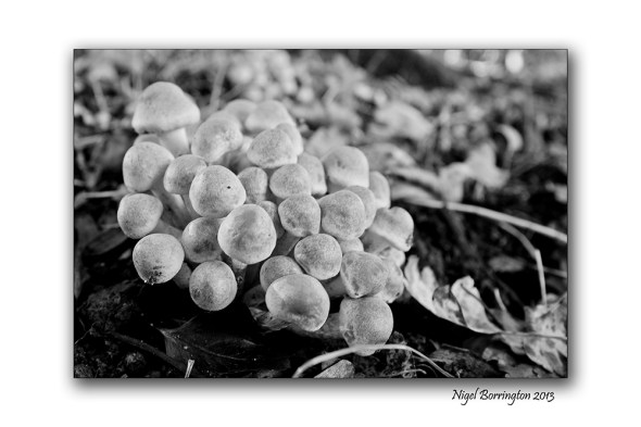 Irish wild Mushrooms 3