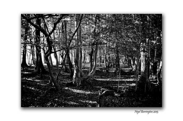 Irish wild Mushrooms 6