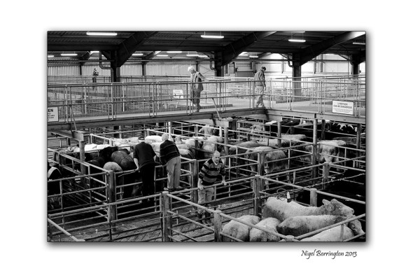 Kilkenny Cattle mart 004