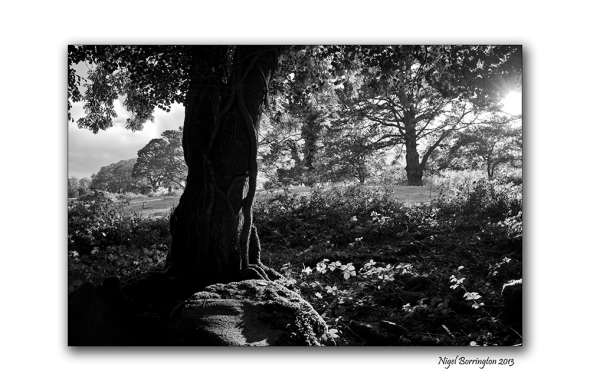 KIlkenny landscape photography woodstock 2
