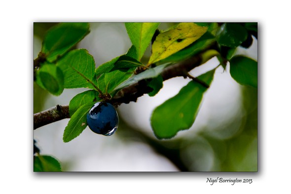 What Molly found in the woods 10