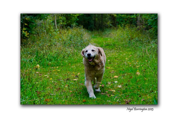 What Molly found in the woods 5