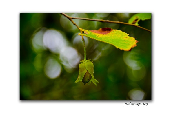 What Molly found in the woods 7