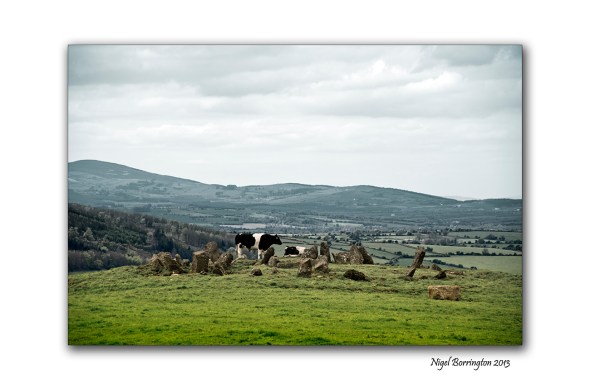 cattle at Tullaghought 1