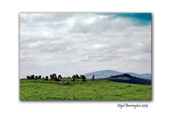 cattle at Tullaghought 4