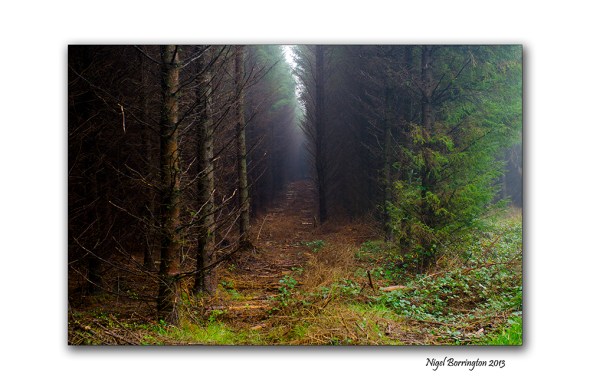 Find a forest walk 3