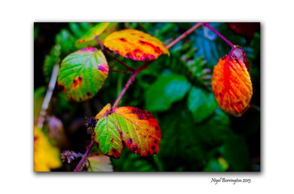 Find a forest walk 5