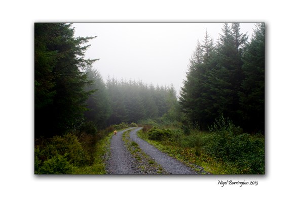 Find a forest walk 7