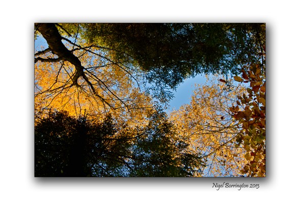 Golden Trees of Autumn 2