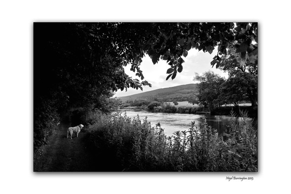 Images from the banks of the river suir 1