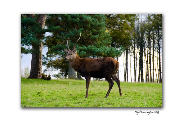 Scottish red deer 1