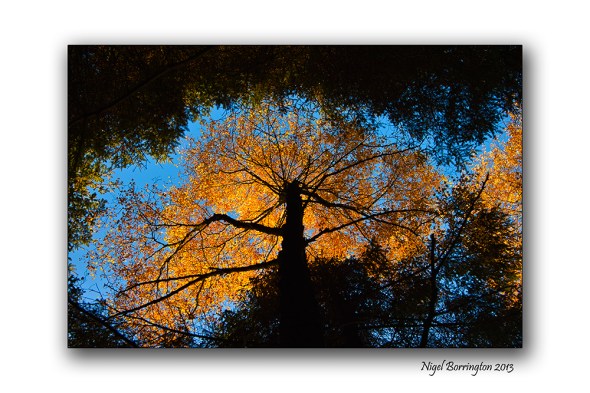 Sigma SD15 Golden fall 1