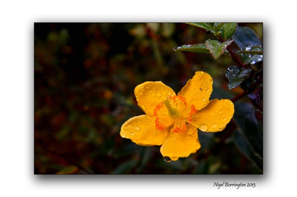 Yellow Tutsan flowwers 1