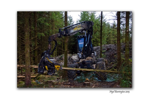 A day in the Forests 5