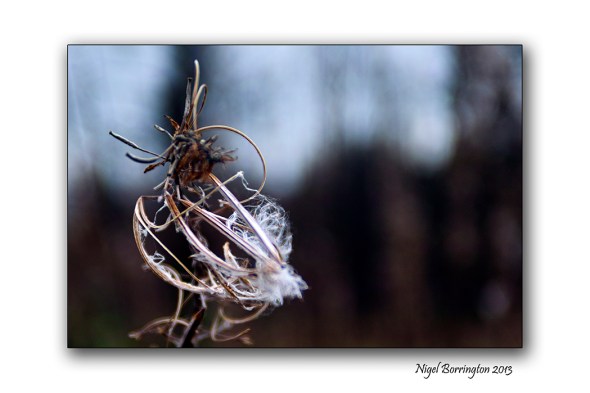 Found things in the Irish woodlands 10