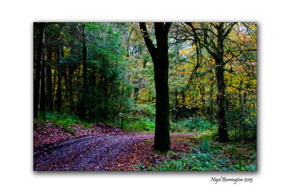 Found things in the Irish woodlands 4