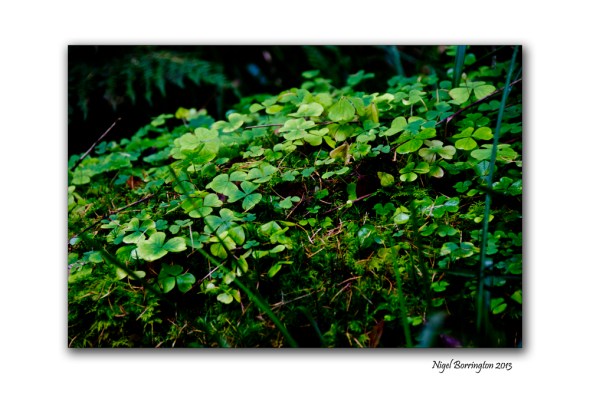Found things in the Irish woodlands 5