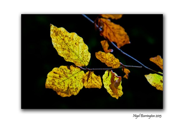 Found things in the Irish woodlands 7