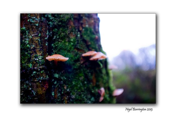 Birch Polypore fungi in January 1