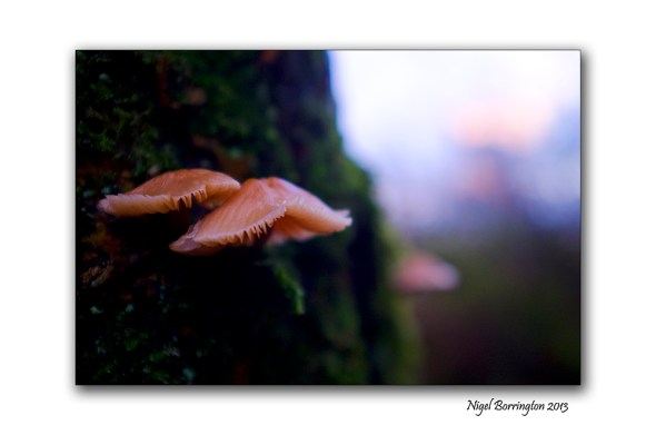 Birch Polypore fungi in January 2