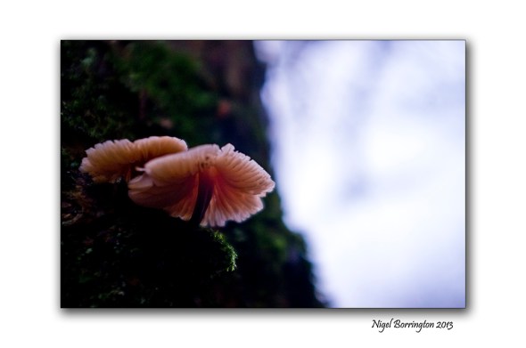 Birch Polypore fungi in January 3