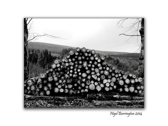 Irish Forestry Gallery 7