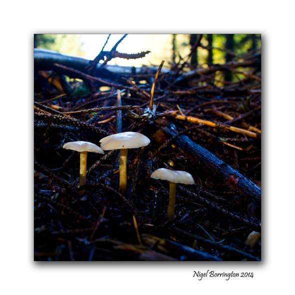 Mushrooms 3