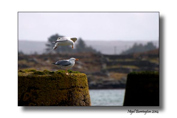 Sea birds of Galway bay 1