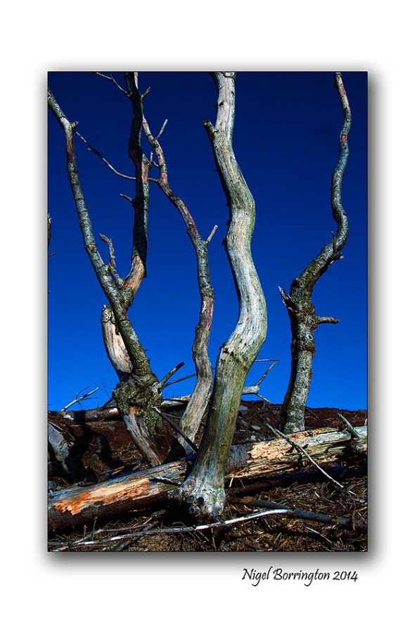 The dead Tree