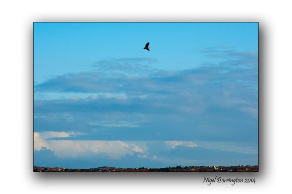 The Herons flight galway bay 6