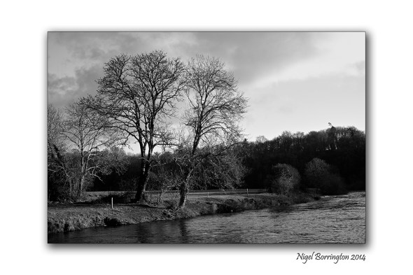 The Trees by the river bank 1