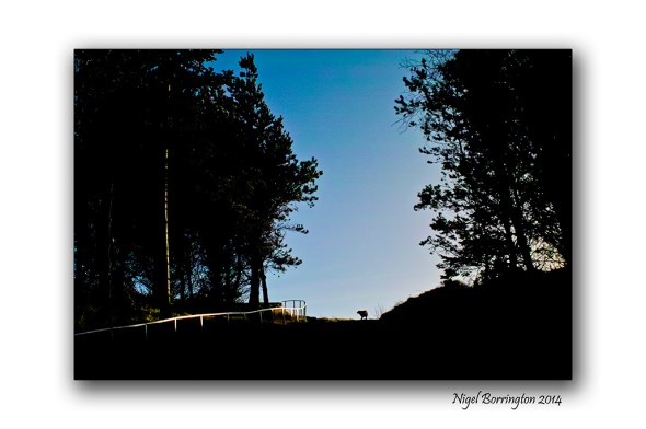 A Morning walk up the hill 1