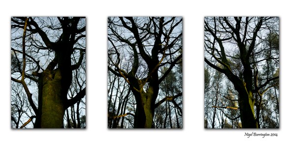 In the Irish Woodlands 1