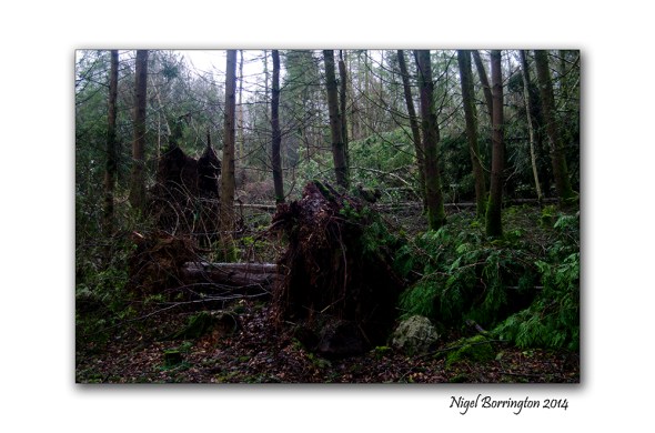 KIlkenny Forests after Storm Darwin 02