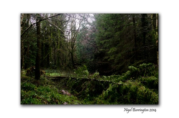 KIlkenny Forests after Storm Darwin 04