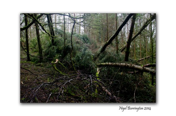 KIlkenny Forests after Storm Darwin 09
