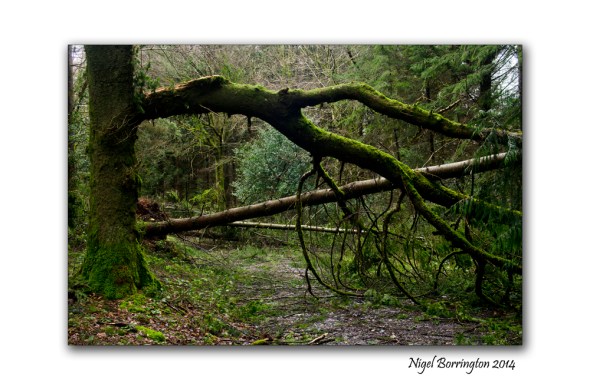 KIlkenny Forests after Storm Darwin 10