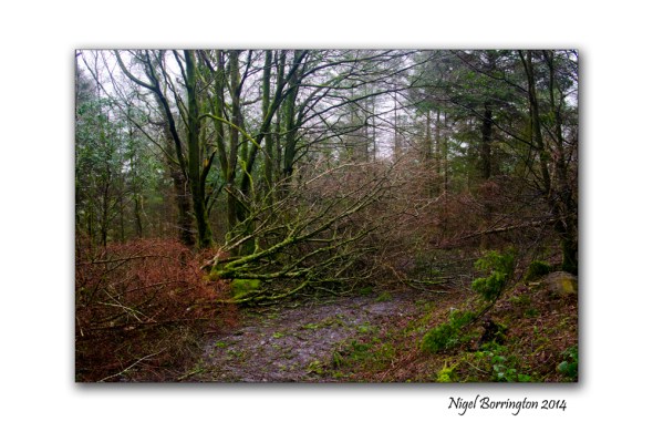 KIlkenny Forests after Storm Darwin 11