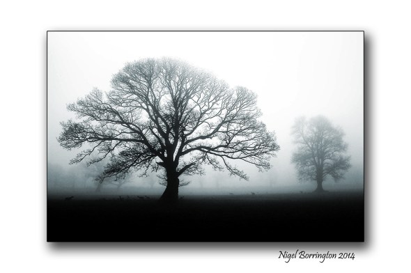 Monday Trees at Coolagh 001